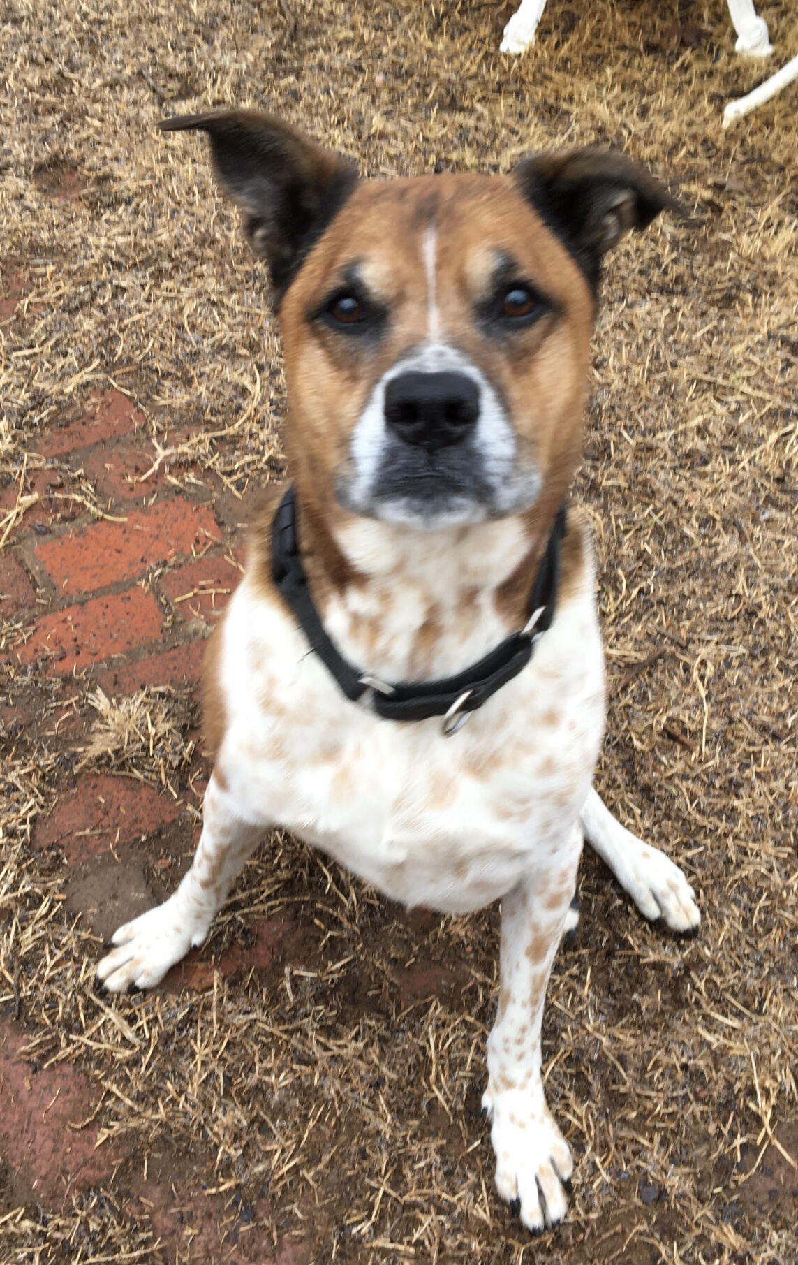 Maci